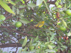 Cardellina pusilla