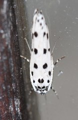 Ethmia sphaerosticha