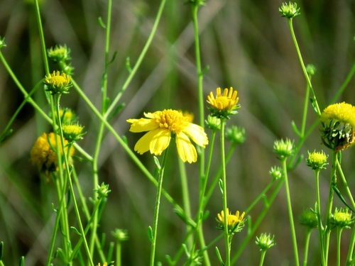 Balduina angustifolia