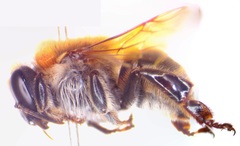 Melipona beecheii