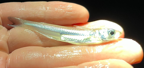 Rough silverside (Membras martinica) — Atherinopsidae