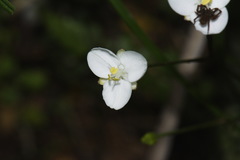 Libertia mooreae