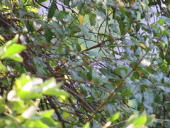 Cardellina pusilla