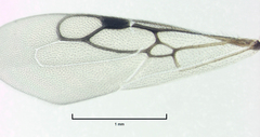 Eupsenella insulana