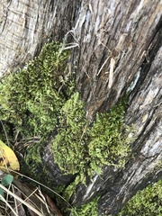 Drummondia prorepens