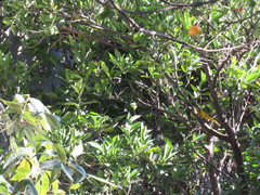 Cardellina pusilla