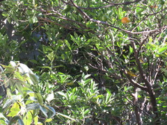 Cardellina pusilla