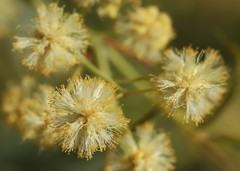 Acacia victoriae