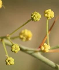 Acacia victoriae