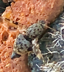 Myennidini