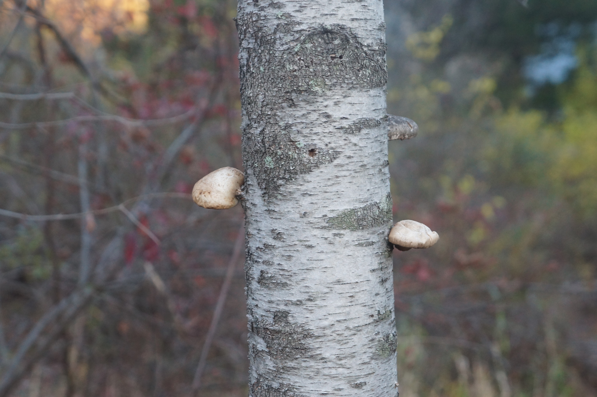 Piptoporus betulinus image