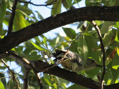 Melanerpes aurifrons