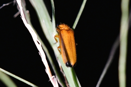 Pteroptyx, 2025-08-08