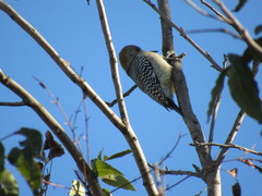 Melanerpes aurifrons