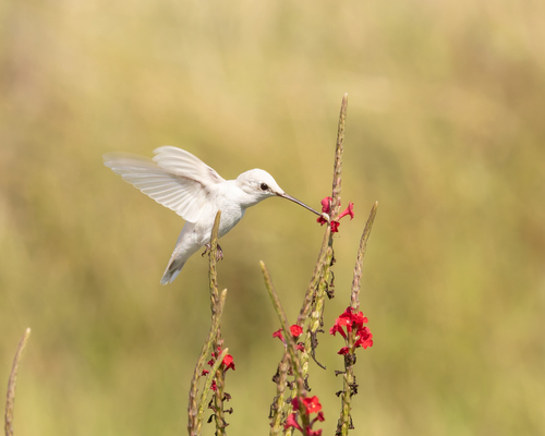 Black-chinned Hummingbird, Bandera County, TX, USA, photo 8 of 10