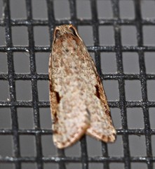 Meritastis piperata