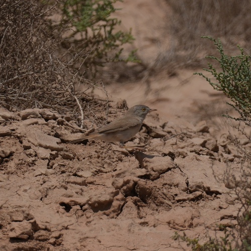 Asian Desert Warbler