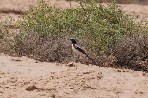 Desert Wheatear
