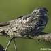 Nightjars and Nighthawks - Photo (c) leppyone, some rights reserved (CC BY)