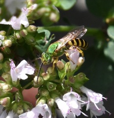 Agapostemon