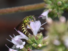 Agapostemon