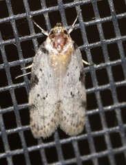 Philobota transversella