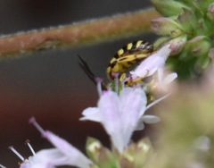 Agapostemon