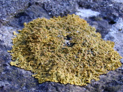 Xanthoria parietina