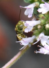Agapostemon