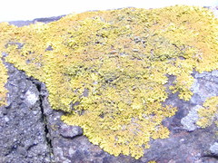Xanthoria parietina