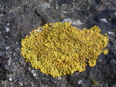 Xanthoria parietina