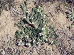 Euphorbia inermis