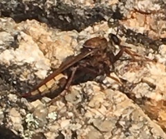 Asilus crabroniformis