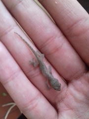 Hemidactylus frenatus