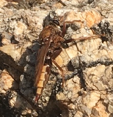 Asilus crabroniformis
