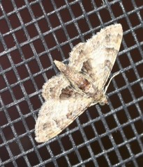 Gymnoscelis lophopus
