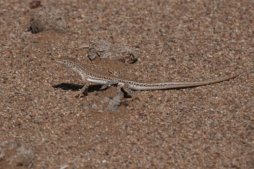 Variegated Racerunner