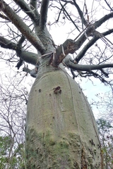 Ceiba trischistandra
