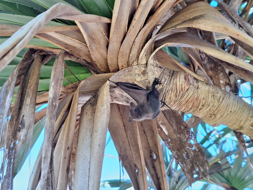 Fijian Long-Tailed Fruit Bat