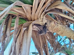 Fijian Long-Tailed Fruit Bat photo 1