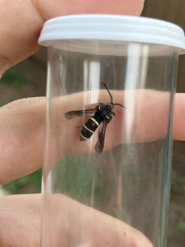 Dusky Clearwing Moth photo 2