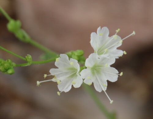False Plumbago Stars (Commicarpus decipiens)