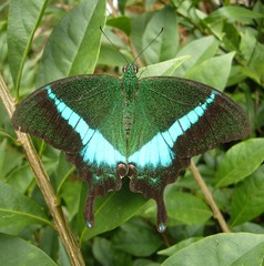 Papilio crino
