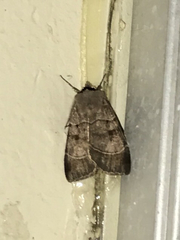 Lepidoptera