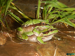 Hyla savignyi