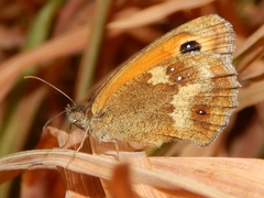 Pyronia tithonus
