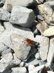 Agroecotettix modestus