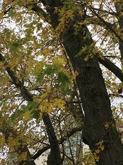 Acer saccharinum