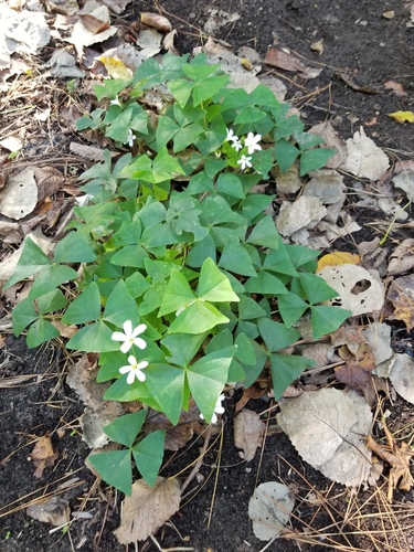 Oxalis 4