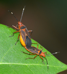 Dysdercus fulvoniger